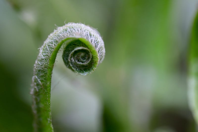 Enigmatic Growth Tips