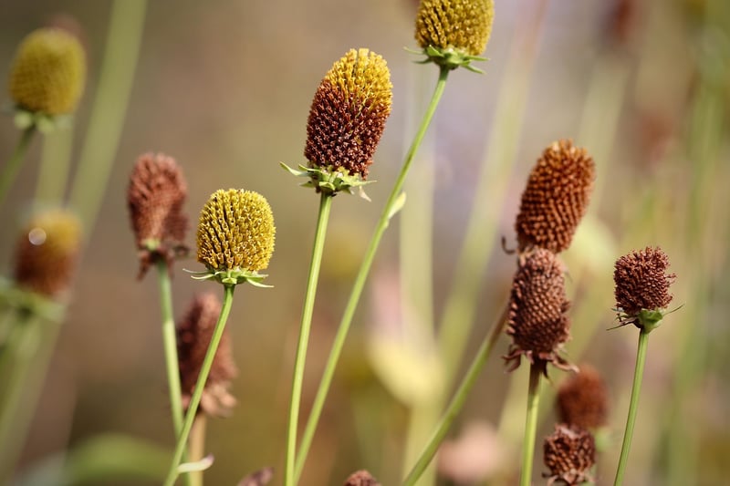 Fantasy Horticulture